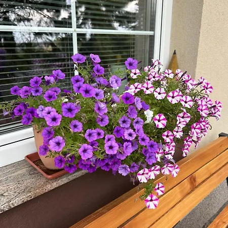 Bed & Breakfast Zemko Vrhole pri Slovenskih Konjicah